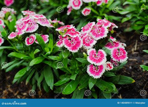 Dianthus Barbatus