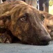 Leon » Kanarenhunde e.V.