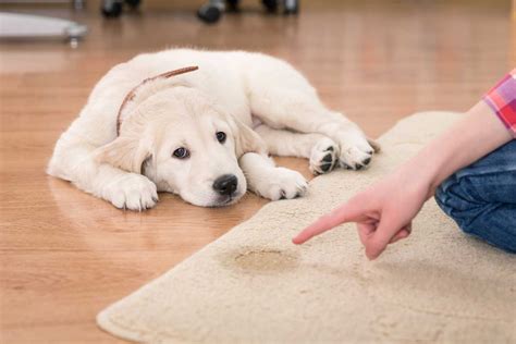Puppy Potty Training Regression: Quick Fixes by Age