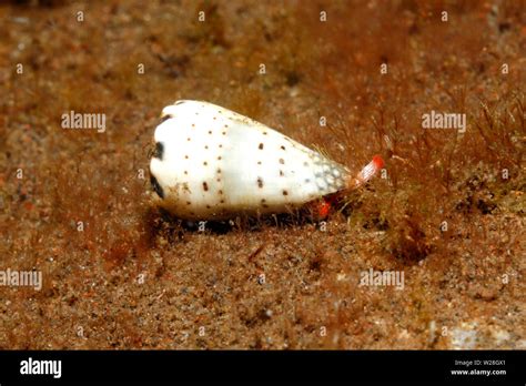 Image result for Cone Shell Venom