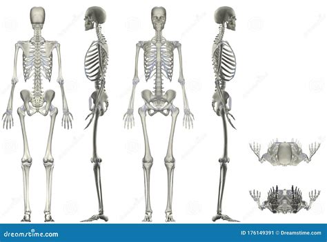 Human Anatomy Female Skeleton Multiple Angles Stock Image ...