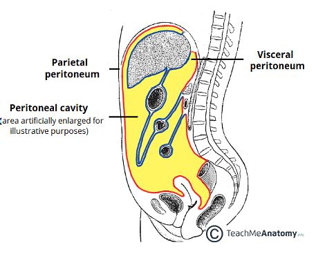 Why is the peritoneal cavity is ,only a potential cavity? - EduRev NEET ...