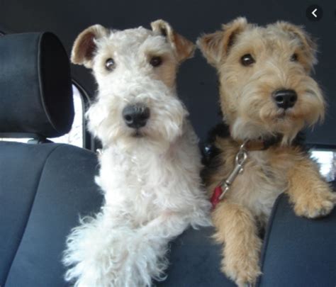 Wire Haired Fox Terrier vs Airedale Terrier - Breed Comparison
