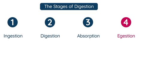 Image result for Digestion Process Step by Step Explained