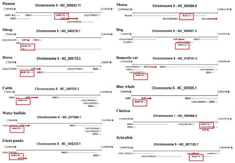 Localization and Molecular Cloning of the ASMT Gene for Melatonin ...