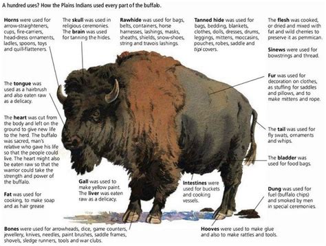 Buffalo: Plains Indians’ Versatile Ally