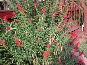 VibeX ® VMR-137 PINEAPPLE SAGE Red Salvia Elegans Seed Price in India ...