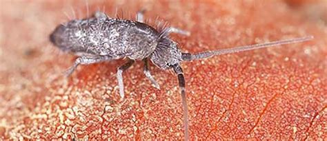 Image result for Springtails Identification