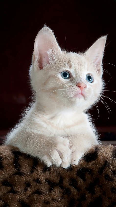 Pin de Amir haan em A | Gatos de estimação, Filhotes de gatos, Animais bebês mais fofos