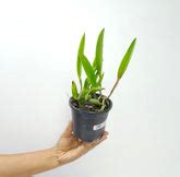 Buy Cattleya Orchids Online India | Cattleya Orchid | Orchid-tree ...