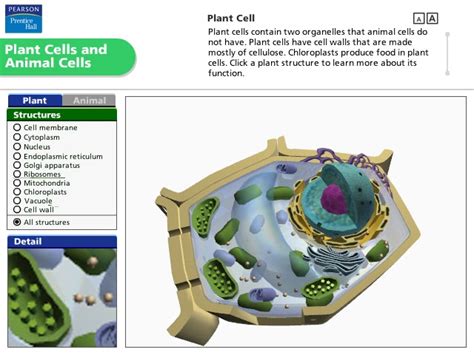 Cell Simulation 的图像结果