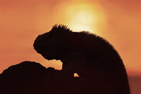 The Four Species of Iguanas in Galapagos Threatened with Extinction | Galápagos Conservancy