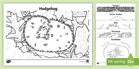 Hibernation Colouring Pages (teacher made) - Twinkl