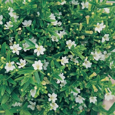 Khufiya Small | Cuphea Hyssopifolia (Kufiya) (White) Mexican Heather ...