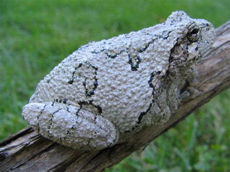 Image result for Common Gray Tree Frog