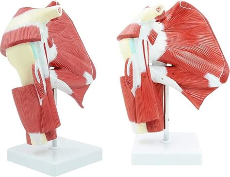 Human Muscle Model Muscular Shoulder Kingdom Model Shows Complete ...