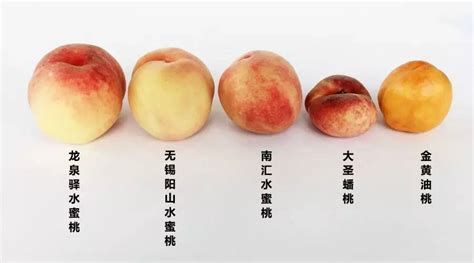 桃子 山西-食品商务网
