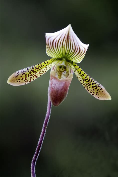 Lady Slipper Orchid | Lady slipper orchid, Orchids, Orchid photo