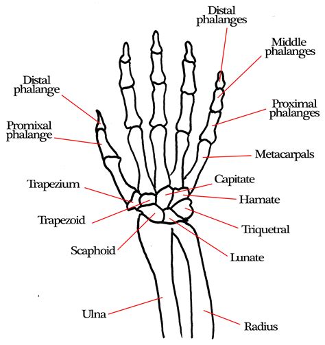 Bones Of The Human Hand Anatomy at Holly Mellott blog