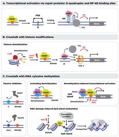Redox-Driven Epigenetic Modifications in Sperm: Unraveling Paternal ...