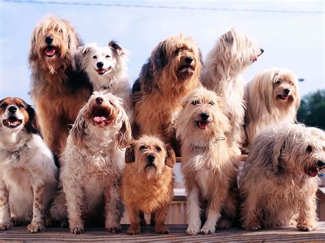 Group Of Dogs