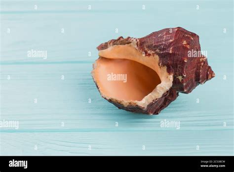 Image result for Shell Close Up