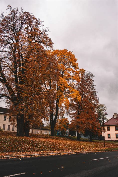 Image result for Outside Fall Trees