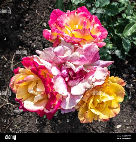 Rio samba rose hi-res stock photography and images - Alamy