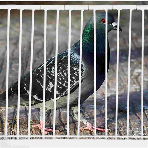 Pigeon in Cage: The Right One-Way Entry Trap for Training and Safe Housing