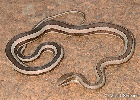 Indian Snakes - Indian Snakebite Initiative