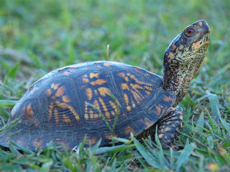 Eastern Box Turtle - South Carolina State Reptile