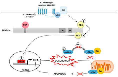 A-Kinase Anchoring Protein-Lbc: A Molecular Scaffold Involved in ...