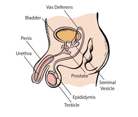 Image result for Male Reproductive System Example