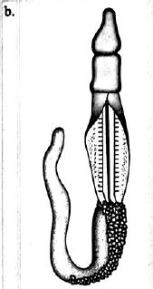 Match the columns I, II and III and choose the correct combination from ...