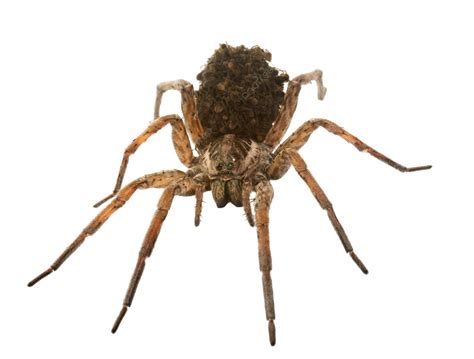 Wolf Spider With Babies Nursery Web Spiders, Wolf Spider, Animal ...