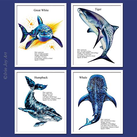 Tiger Shark Classification Chart