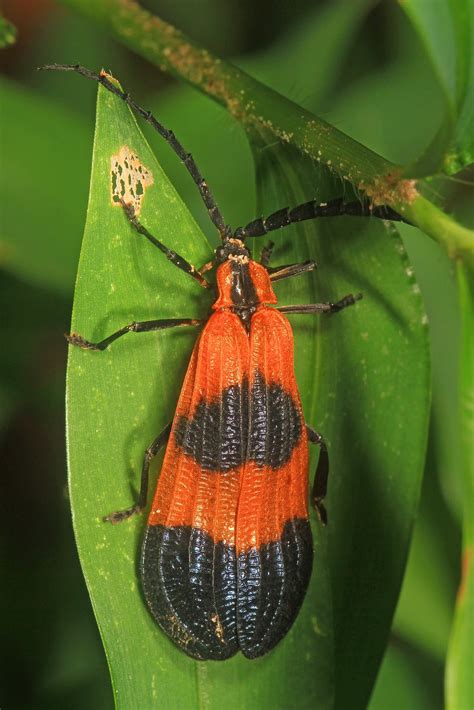 46 Black And Red Bugs in The United States (with Pictures)