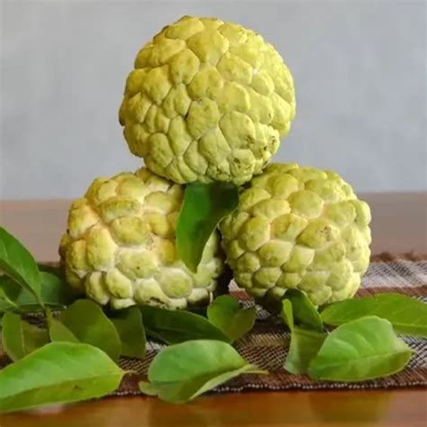 Sugar Apple / Sitafal - Golden - Fruit Plant – M-Tech Gardens