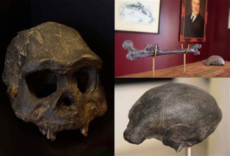 Image result for Java Man Found