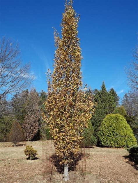 Quercus robur 'Salfast' - Salfast English oak | The Dawes Arboretum