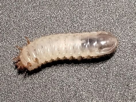 June Beetle Larvae Green June Beetle | Roads End Naturalist