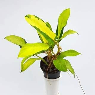 Philodendron 'Thai Sunrise': Buy Plant Online In India – Growcerys