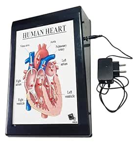 Buy Human Heart Low Cost Teaching Aid (LOCTAS) Biology Science Working ...