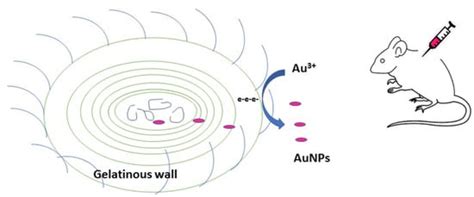 Cyanobacteria as Nanogold Factories: Chemical and Anti-Myocardial ...