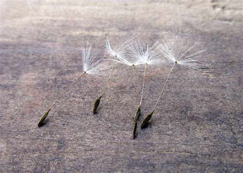 Image result for Small Spring Compressor Tool