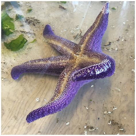 RNA expression and disease tolerance are associated with a “keystone mutation” in the ochre sea ...