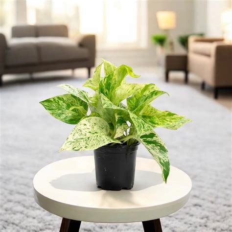 Buy Plants for Office Desk Online at affordable price in India