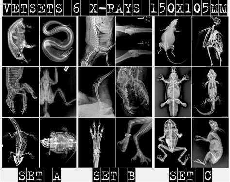 Free printable pet x rays, Download Free printable pet x rays png ...