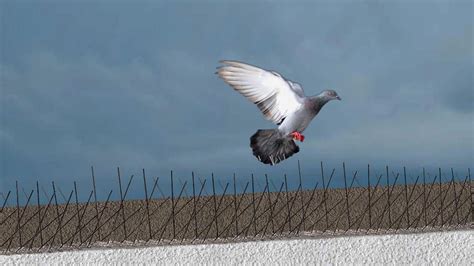 A P Bird Netting | Professional Bird Control & Safety Net Services