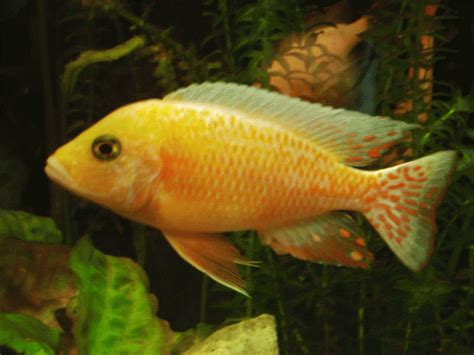 Fische Kleinanzeigen | Fische Annoncen | Fische Inserate | Fische ...